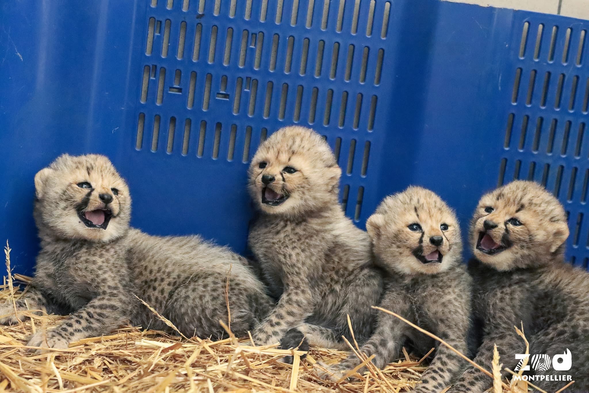Nacen cuatro hembras de guepardo en un zoo de Francia: una nueva esperanza para una especie “vulnerable”