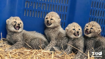 Nacen cuatro hembras de guepardo en un zoo de Francia: una nueva esperanza para una especie “vulnerable”