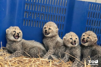 Las cuatro crías de guepardo nacidas el pasado 12 de septiembre en el Zoo de Montpellier. (Facebook/Zoo de Montpellier)