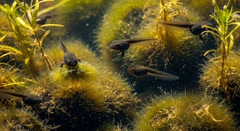 Cinco renacuajos nadan en un cuerpo de agua dulce entre plantas acuáticas y algas verdes bajo la luz del sol que se filtra.