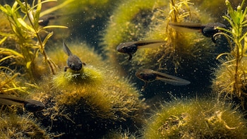 Un estudio reveló que los anfibios ya no pueden adaptarse al cambio climático como antes