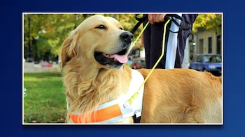 ¡No los acaricies! Así es