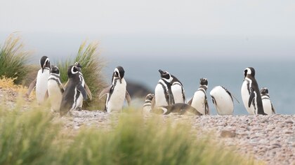 Chubut: la matanza de pingüinos en Punta Tombo va a juicio oral y público