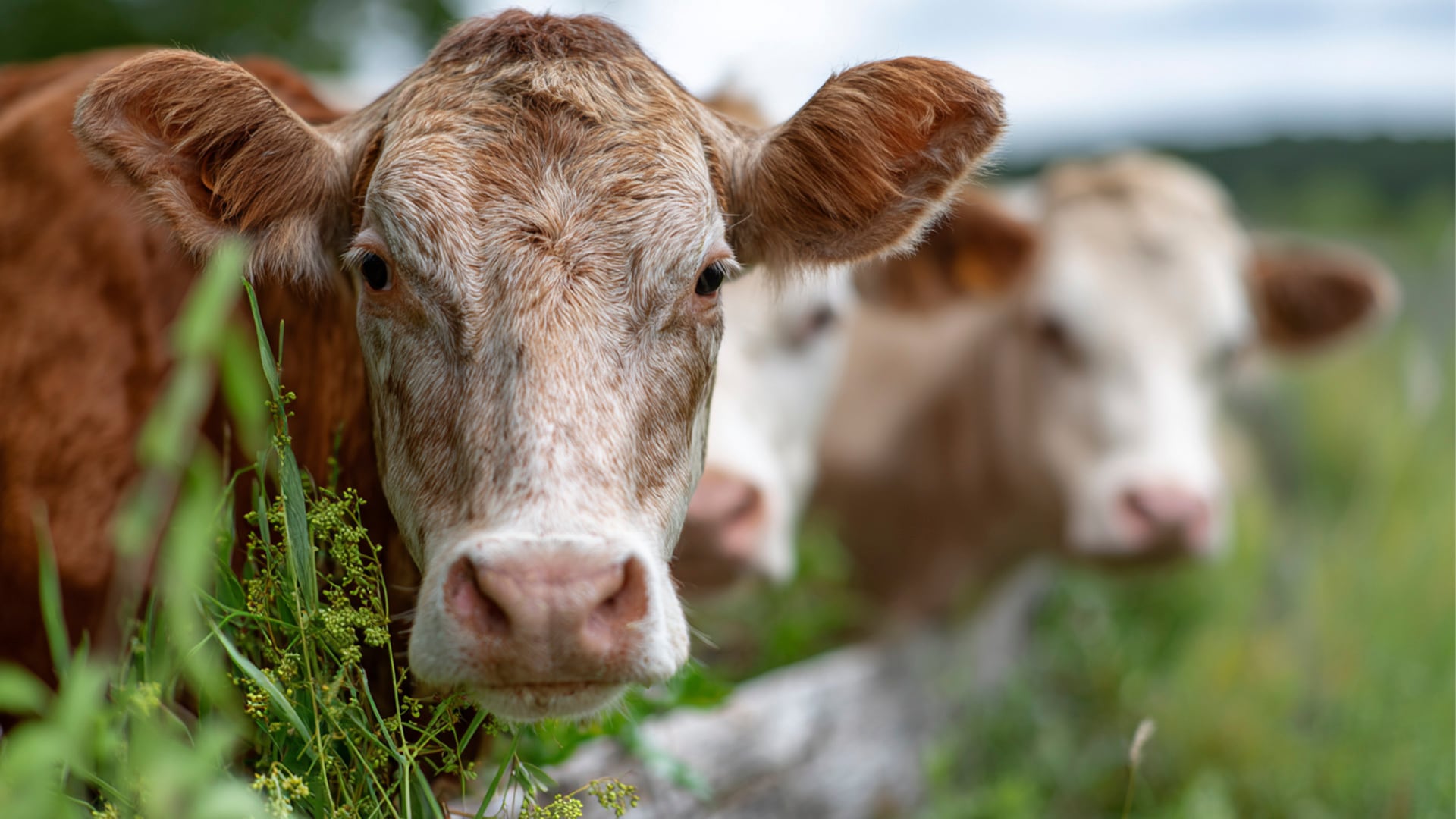 Leptospirosis: cómo anticiparse a una enfermedad que aparece con el calor y la lluvia