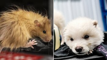 La resurrección genética, impulsada por