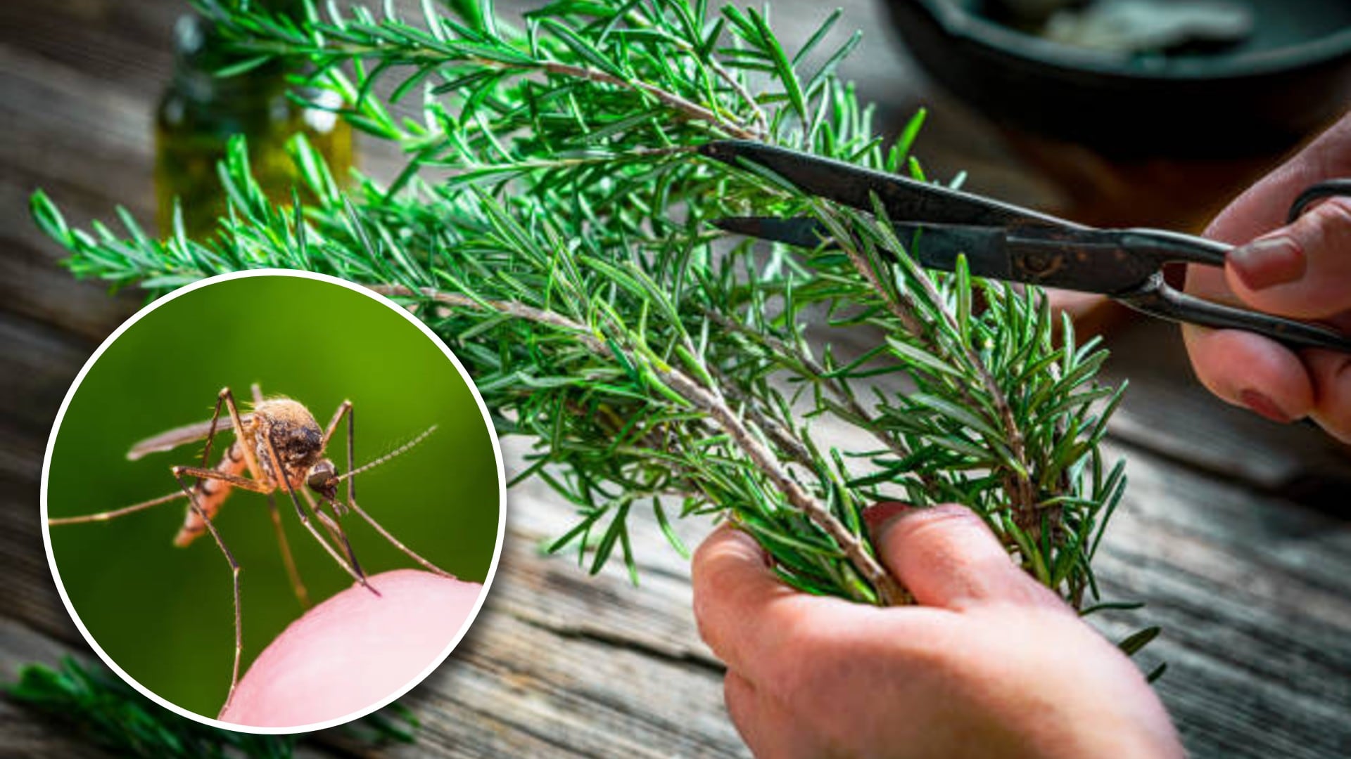 Romero, el aliado natural contra mosquitos. Diseño: (Jesús Tovar Sosa/Infobae)
