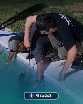 Un yacaré overo apareció en