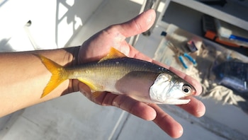 pesca - anchoa