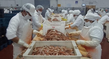 La región también cuenta con una zona libre de enfermedades de los salmónidos, declarada ante la OMSA, y permanece exenta de otras patologías presentes en distintas partes del país (Foto: SENASA)