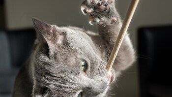 Las zarpas de los gatos