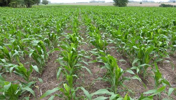 Se inició la siembra de