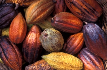 Los frutos del cacao se