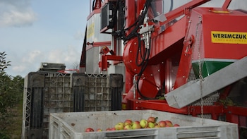 Las plantaciones en espaldera facilitan