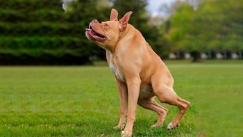 Ivy, la perra con síndrome