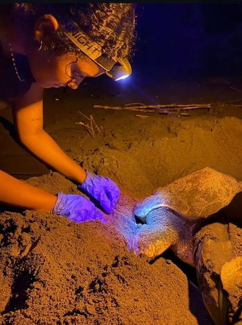 Playa La Marinera e Isla Cañas son los dos puntos de Panamá donde ocurre este fenómeno natural. Instagram
