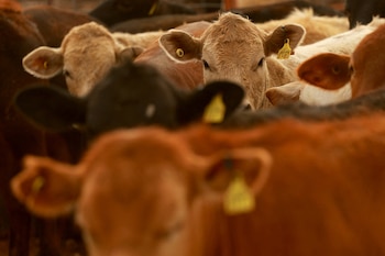 La reapertura parcial del comercio ganadero con México busca reforzar la oferta en Estados Unidos en medio de una fuerte tensión sobre el mercado de la carne (REUTERS/Jose Luis Gonzalez/File Photo)