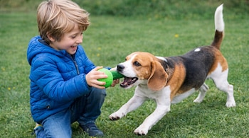 Niño rubio de chaqueta azul arrodillado en césped verde, sonriendo mientras juega a la cuerda con un perro beagle tricolor que tira de un juguete verde.