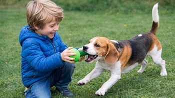 Las 6 razas de perros ideales para convivir con niños por ser juguetones y con instinto protector