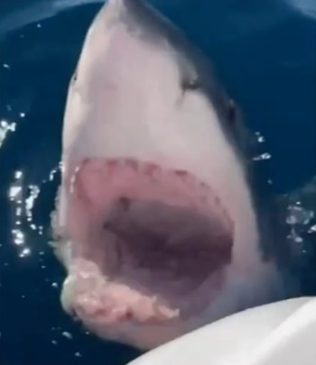 El tiburón estuvo más de