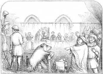 Grabado en blanco y negro de un tribunal medieval con un cerdo dentro de un corral como acusado, frente a jueces y espectadores vestidos con atuendos de la época
