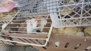 Rescatan a más de 400