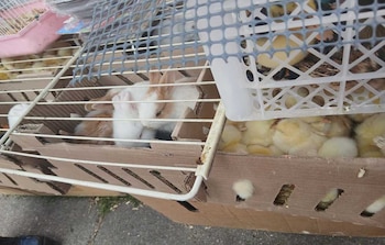 Las autoridades rescatan 404 animales