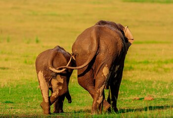 Jagdeep Rajput/ Comedy Wildlife