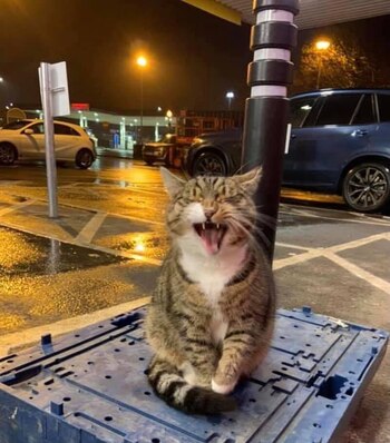 Oscar sentado sobre una caja