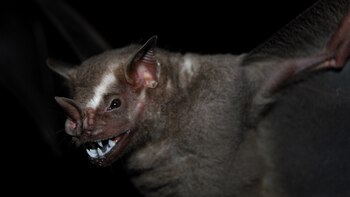 El murciélago frugívoro 'Artibeus lituratus'