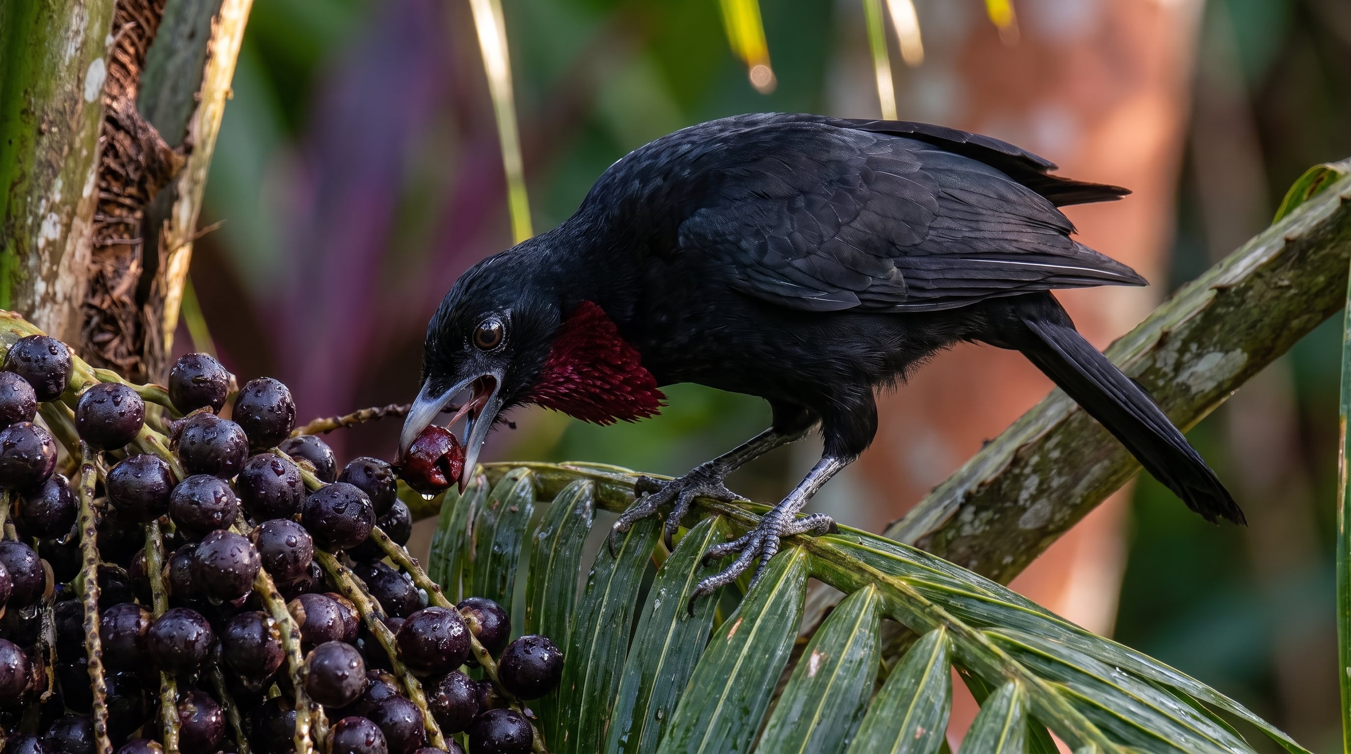 La producción de açaí en Brasil se multiplicó por 14 desde 1987 y Pará concentra cerca del 95% de una actividad impulsada por el consumo interno y las exportaciones (Imagen Ilustrativa Infobae)