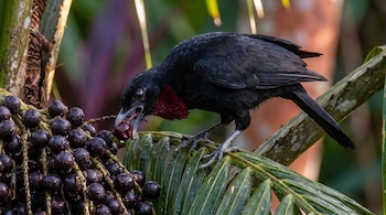 Un ave negra con plumaje púrpura en la garganta sostiene un fruto oscuro en el pico junto a un racimo de moras y hojas de palmera.