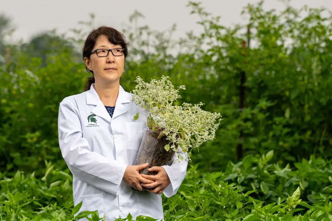 Una especie del desierto ofrece esperanza para desarrollar cultivos capaces de soportar calor extremo en el futuro agrícola (MSU College of Natural Science)