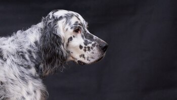 Se trata de un perro