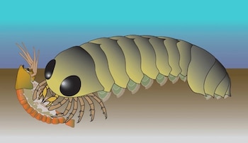 22/07/2025 Ilustración de cómo habría