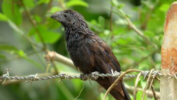 Fiscalía investiga presunto envenenamiento masivo