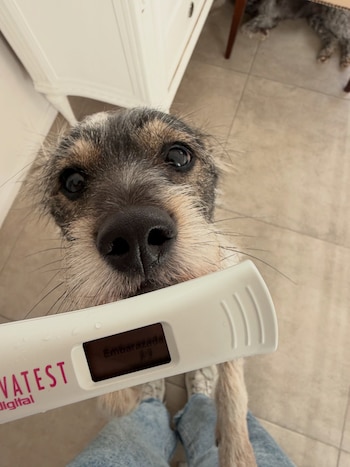 Primer plano de un perro con pelaje gris y negro, sosteniendo un test de embarazo digital que muestra "Embarazada". Se ven piernas de una persona