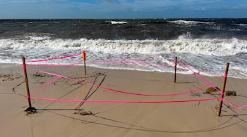 Cuatro postes de madera, uno con cartel amarillo, y cintas rosas en playa arenosa con algas. Mar con oleaje y olas blancas en la orilla. Cielo nublado.