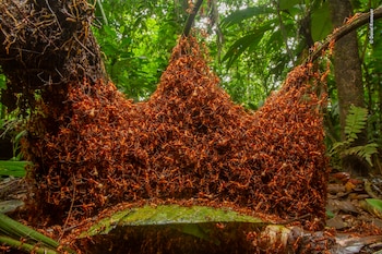 © Daniel Kronauer - Wildlife