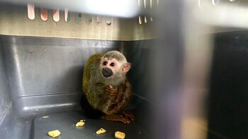 They rescue a squirrel monkey