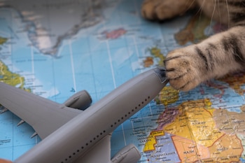 La pata de un gato toca un avión de juguete, encima de un mala del mundo