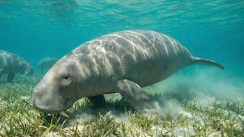 Por qué una nueva especie