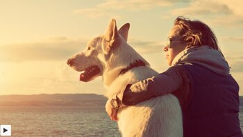 El perro, el mejor amigo