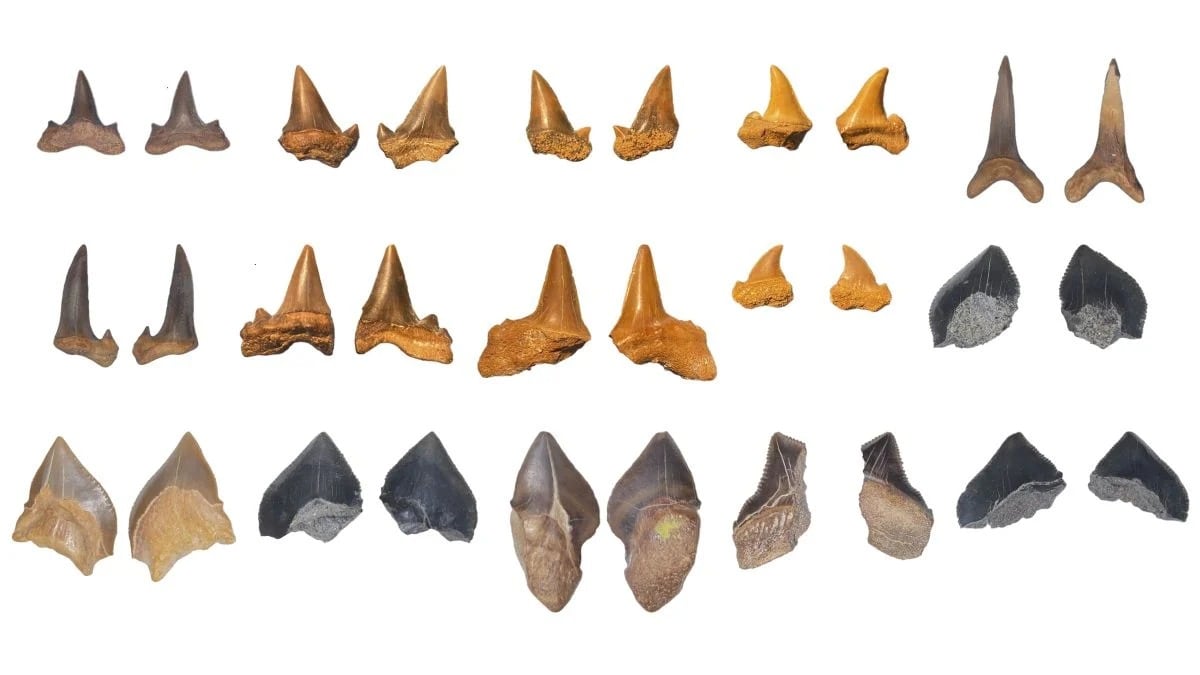 Científicos hallaron en la meseta de Abu-Tartur restos fósiles de al menos siete especies distintas de tiburones prehistóricos (Yassin et al., Cretac. Res. , 2026)