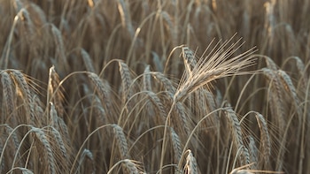 Primer plano de espigas secas de trigo en el campo
