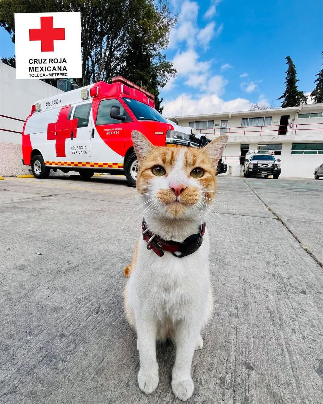 Cruzberto fue adoptado por personal de la Delegación Toluca de la Cruz Roja Mexicana. Foto: (Cruz Roja Toluca)