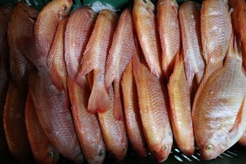 La pesca de río ofrece