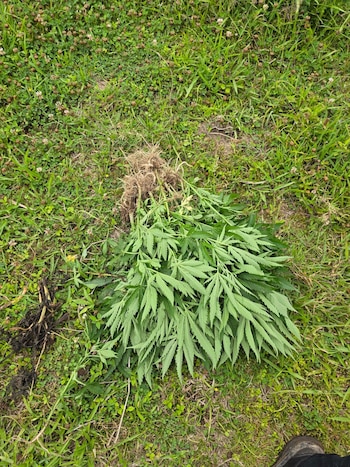 Las autoridades localizaron el cultivo de marihuana con helicópteros, drones y personal especializado en tareas de inteligencia y vigilancia. (Cortesía: Dirección Nacional de Control Antidrogas)
