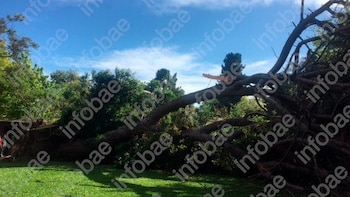 Pidió una inspección urgente por un árbol con riesgo de caída, el municipio demoró el trámite y el pino terminó aplastando su casa