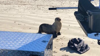 El espécimen fue trasladado a