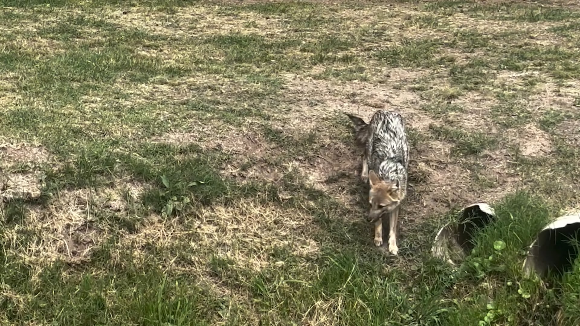 Residentes de barrios privados advierten que los zorros utilizan zanjas y tuberías como refugio en la zona